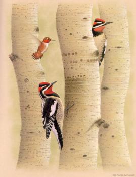 威廉 齊默曼 Red-napped Sapsucker 威廉 齊默曼 Red-napped Sapsucker